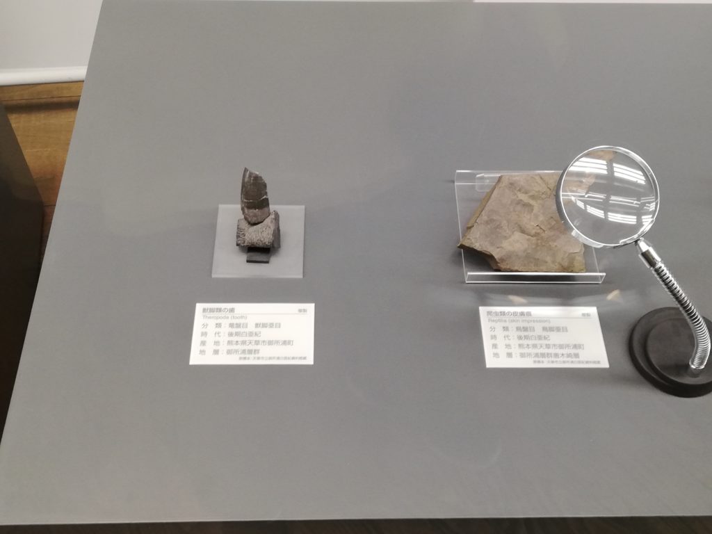 天津市　獣脚類の歯