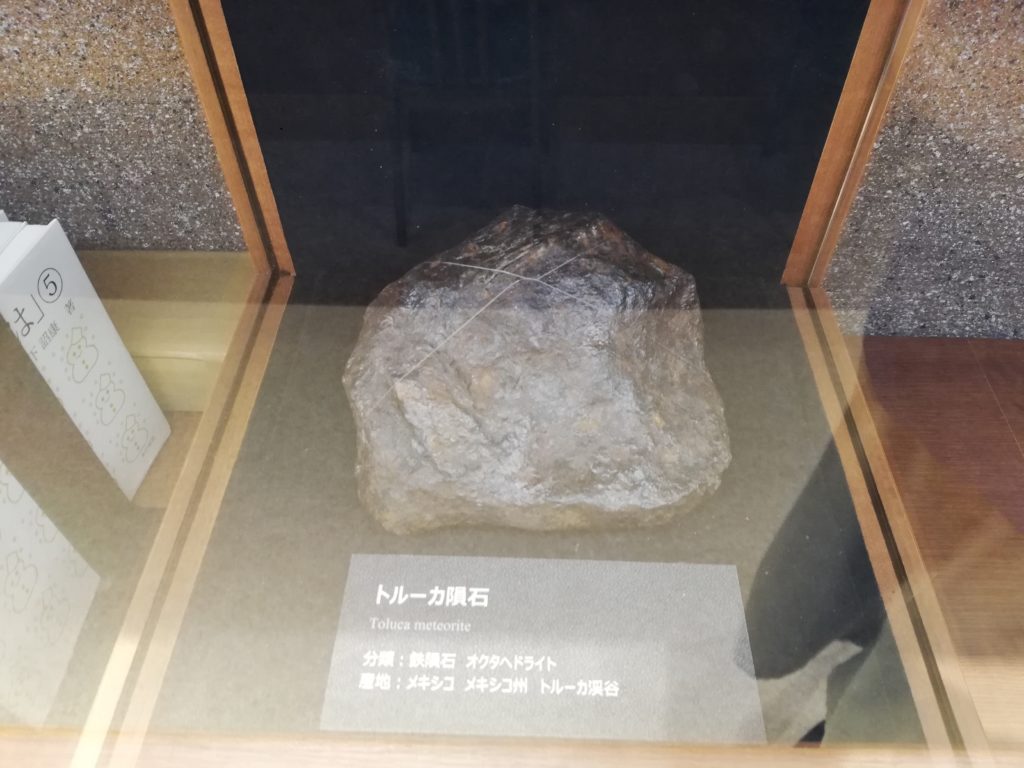 ケナガマンモスの臼歯