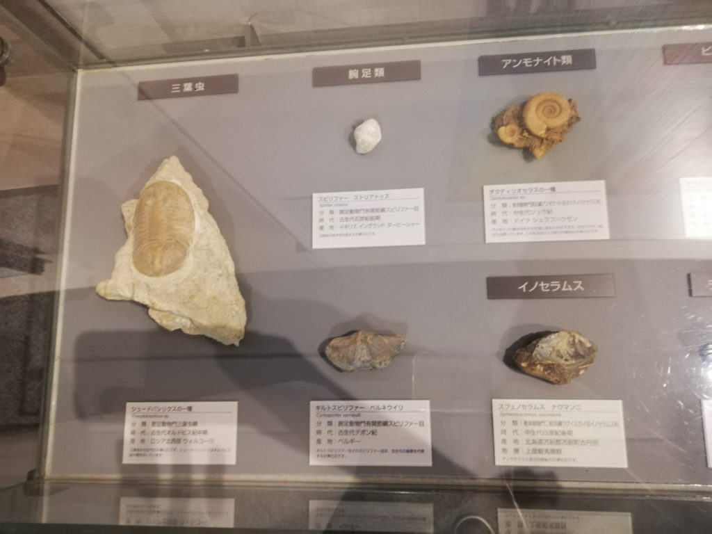 海の中の示準化石