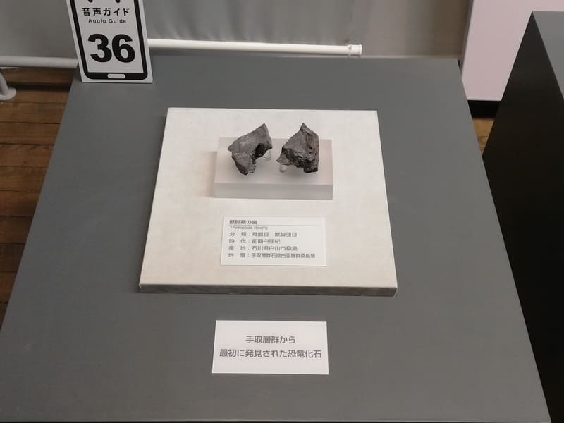 手取層群第1号の恐竜化石（獣脚類の歯）