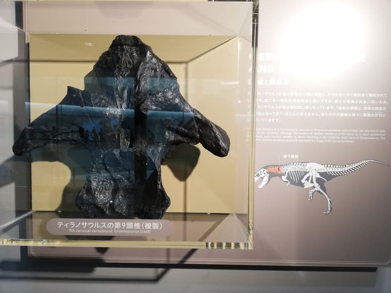 ティラノサウルスの第9尾椎 