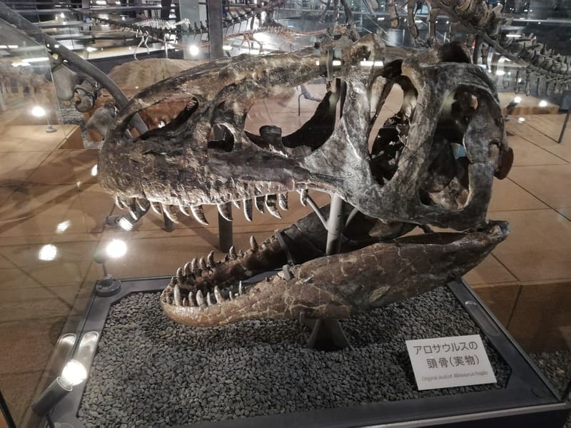 アロサウルス 頭部 実物化石