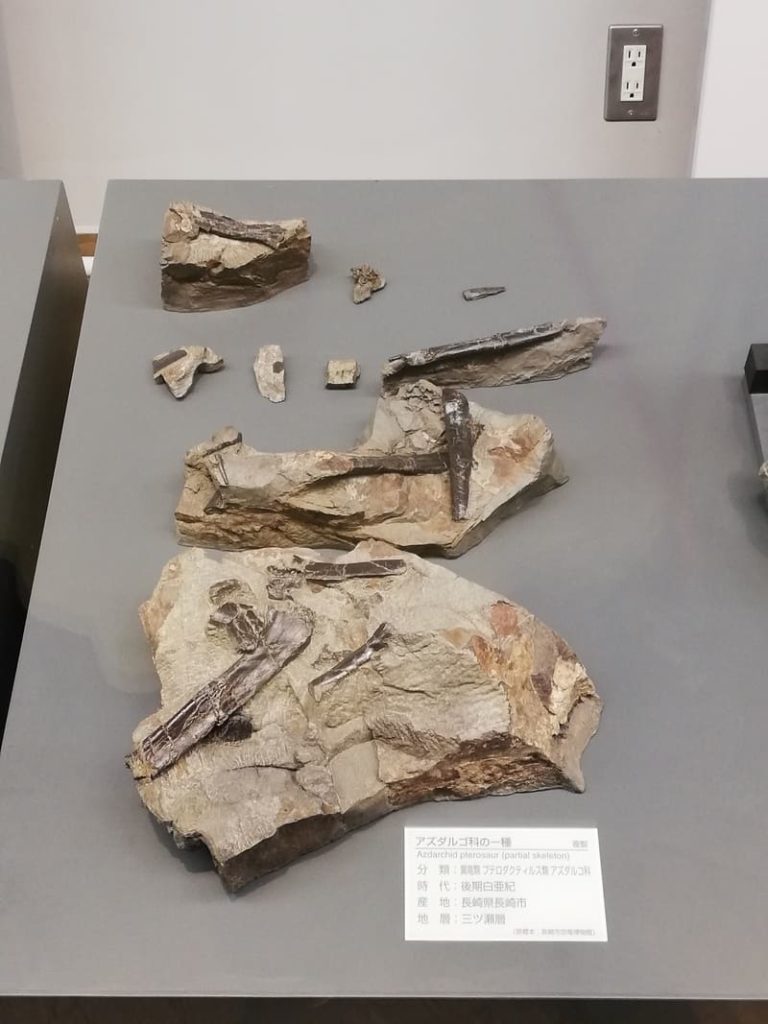 長崎県　アズダルゴ科の一種