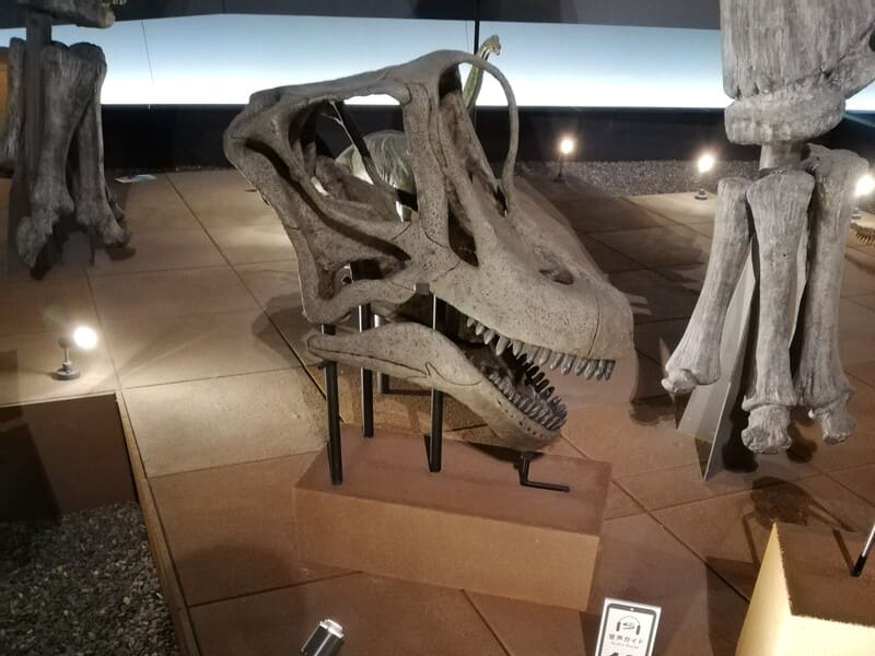 ブラキオサウルス　頭骨