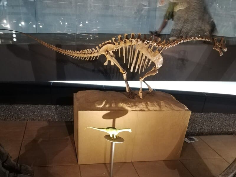 ブラキオサウルスの一種　幼体