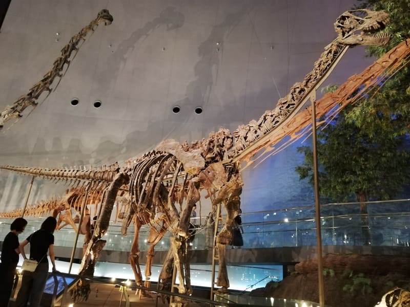 カマラサウルスの一種