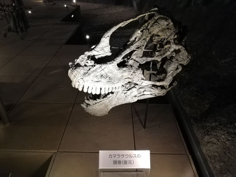 カマラサウルスの頭骨　復元