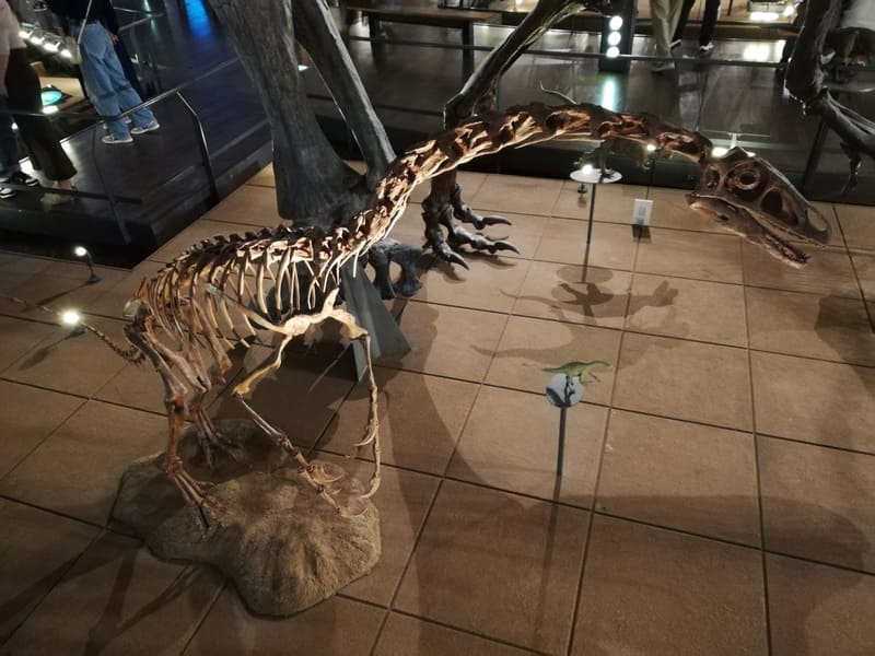 ファルカリウス