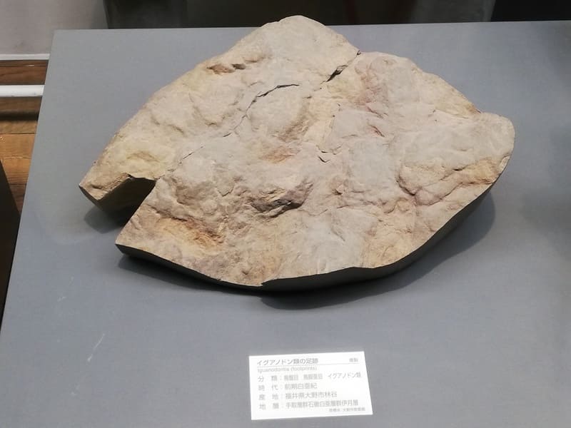 福井県　イグアノドン類の足跡化石 