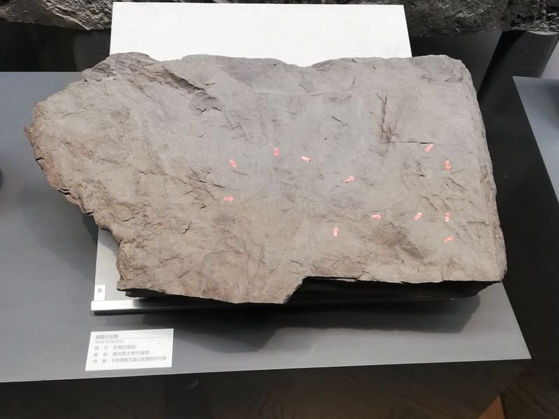 福井県　鳥類の足跡化石