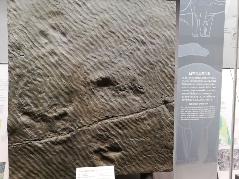 岐阜県　鳥脚類の足跡化石