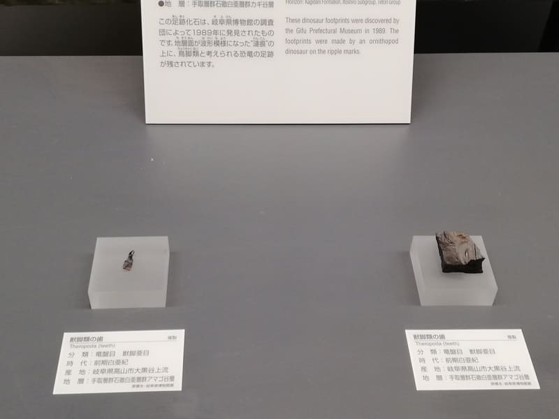 岐阜県　獣脚類の歯