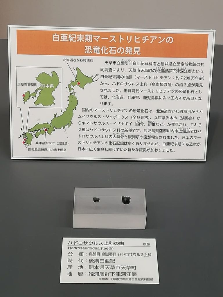 天草市　ハドロサウルス上科の歯