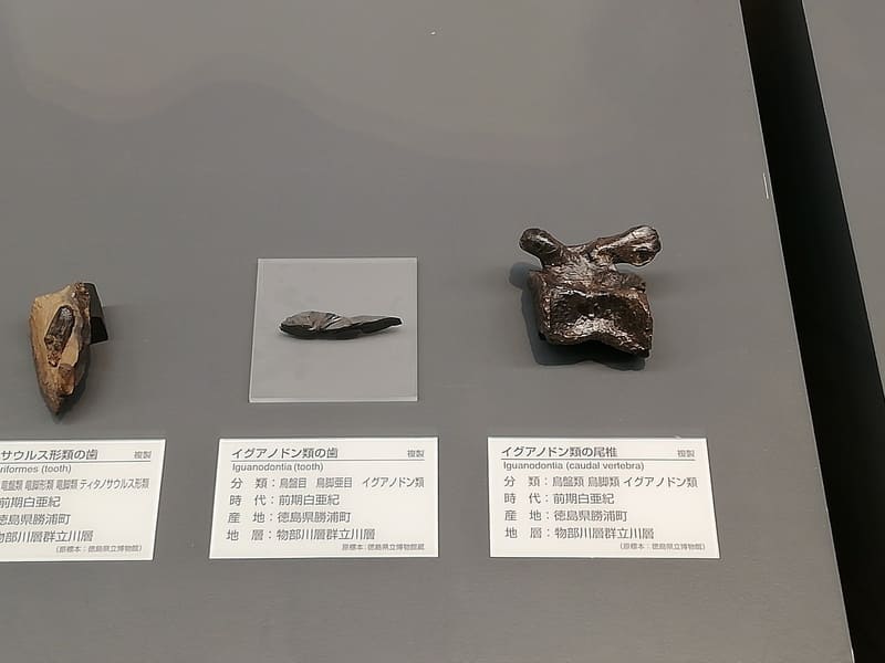 徳島県　イグアノドン類の歯と尾椎