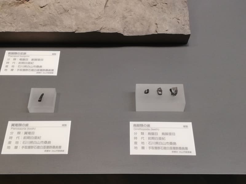 石川県　鳥脚類の歯 