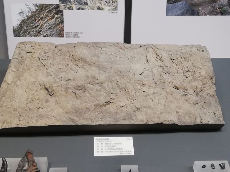 石川県　獣脚類の足跡