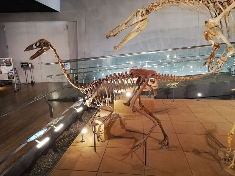 オルニトミムス