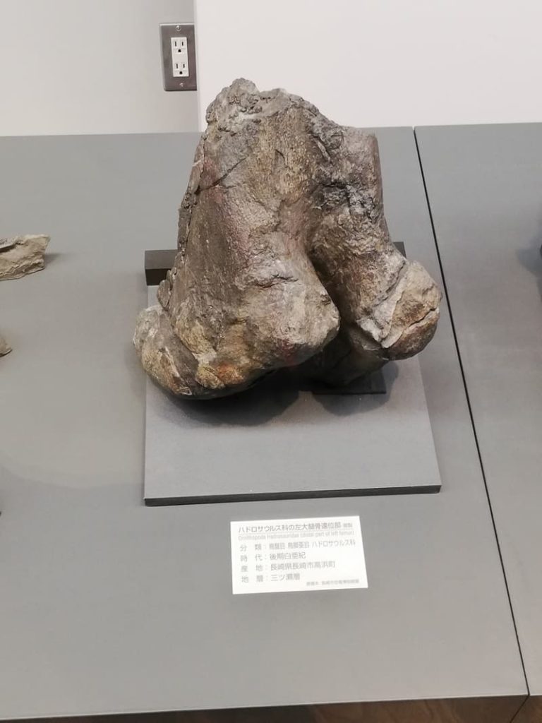 長崎県　ハドロサウルス類左大腿骨下半部