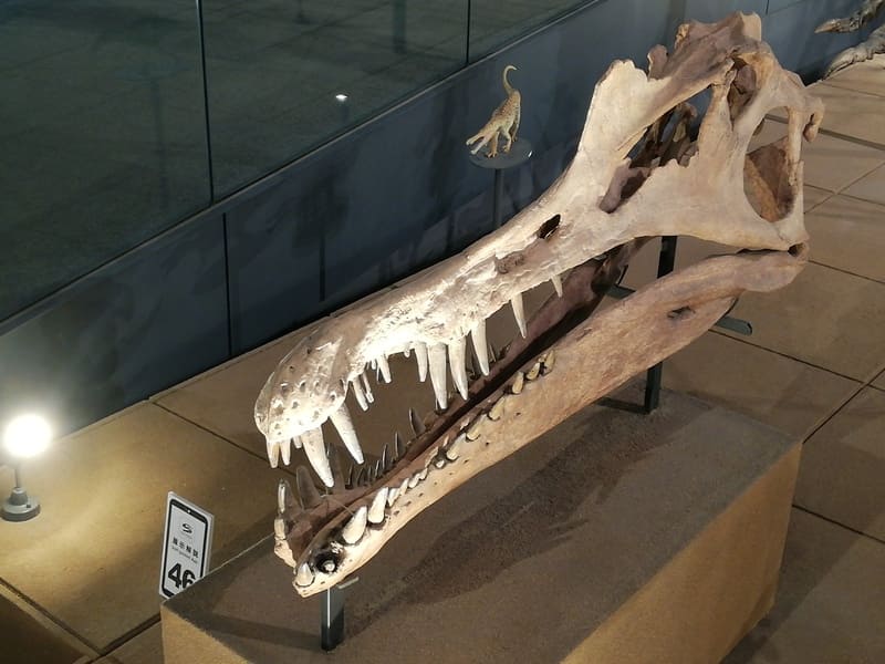 スピノサウルス