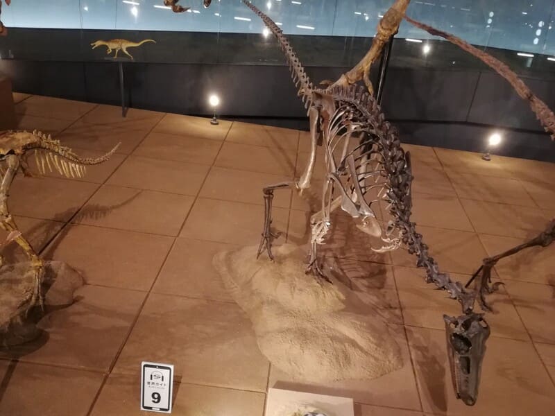 ステノニコサウルスの一種