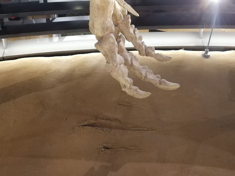 タルボサウルスの蹴り出した跡