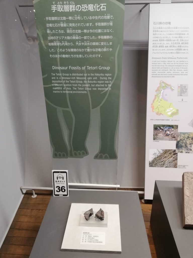 手取層群の恐竜化石