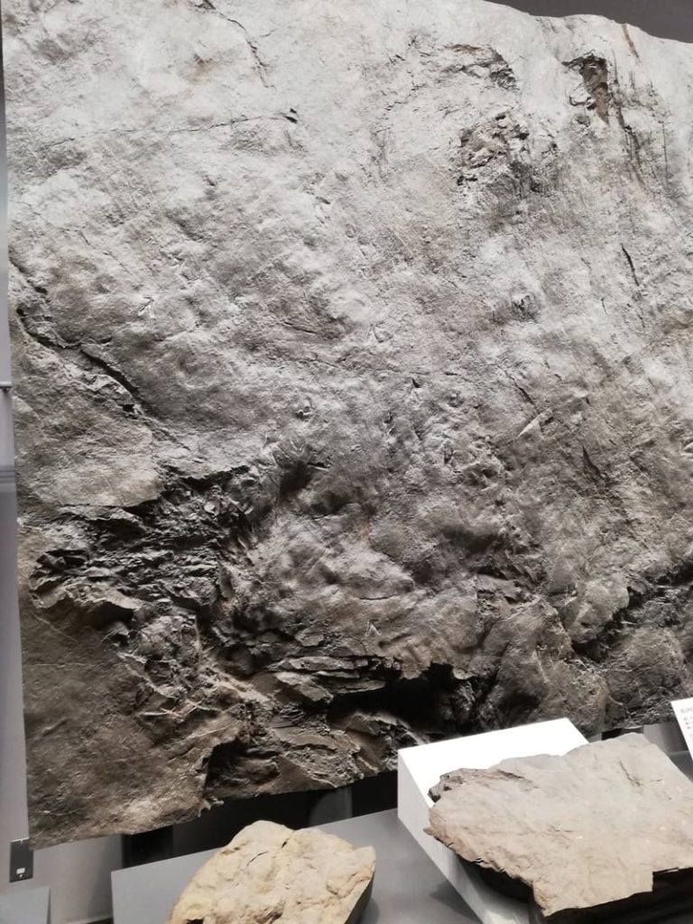 アンキロサウスル類の足跡化石