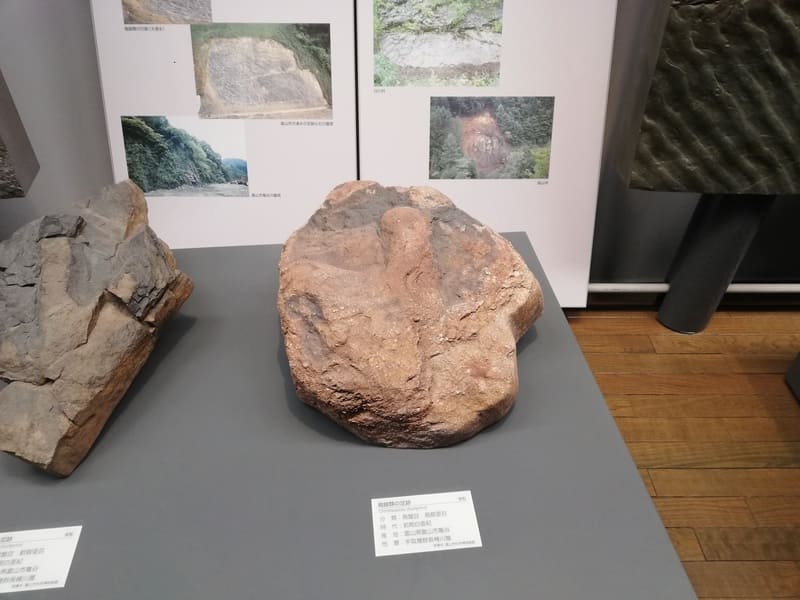 富山県　鳥脚類の足跡化石 