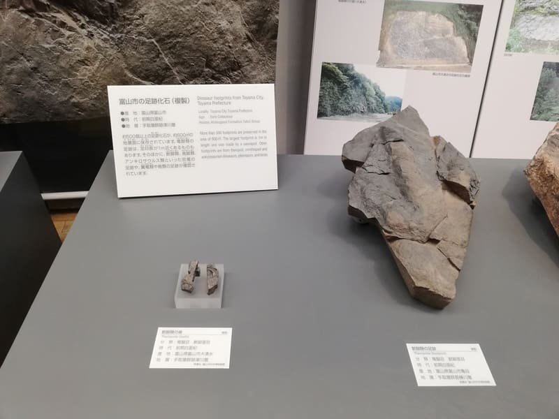 富山県　獣脚類の歯/獣脚類の足跡