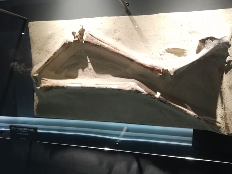 アンハングエラ（翼竜）の前肢