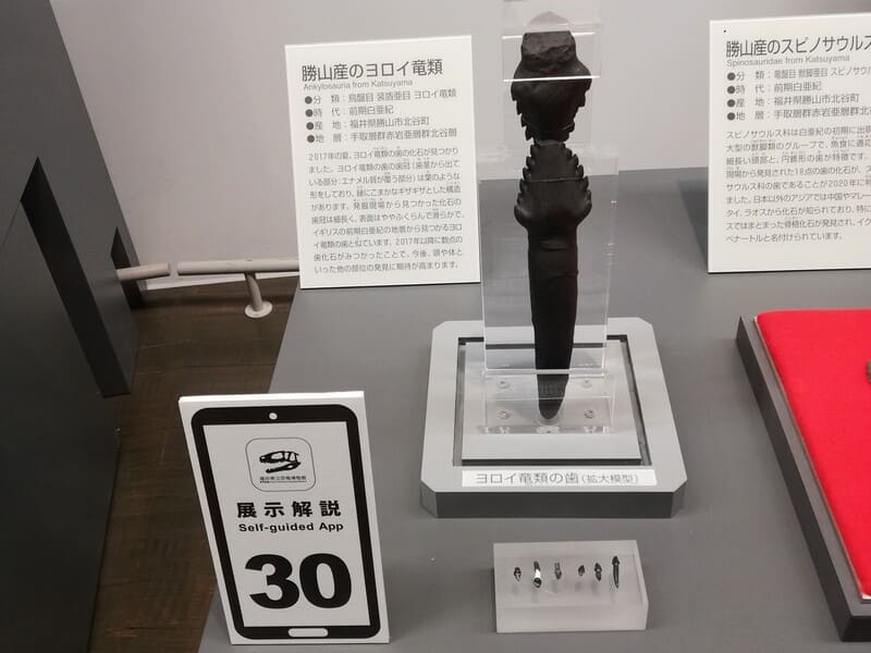 勝山産のヨロイ竜類の歯