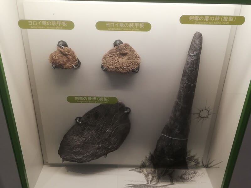 ヨロイ竜類の装甲板 /剣竜類の骨板 /ステゴサウルスのトゲ 