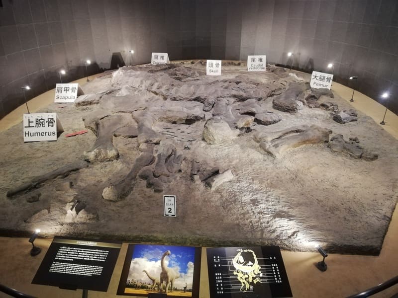 カマラサウルスの産状化石