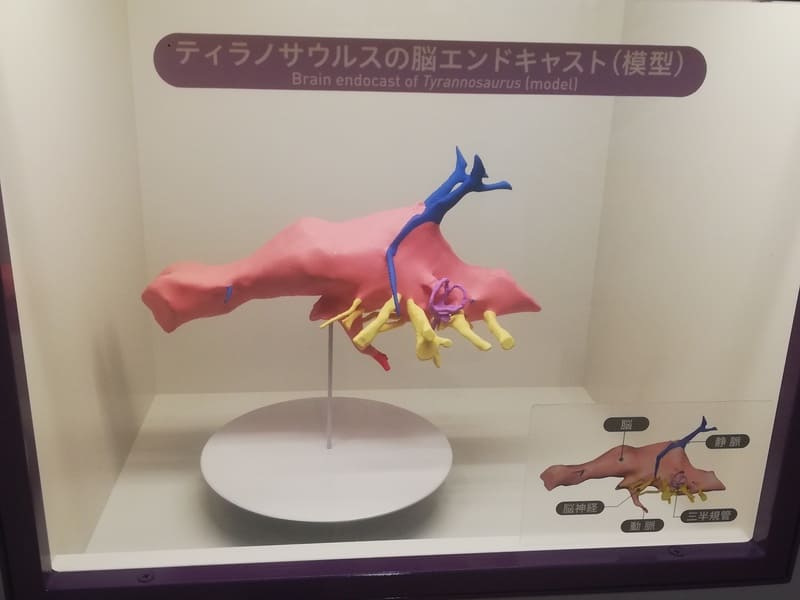 ティラノサウルスの脳のエンドキャスト