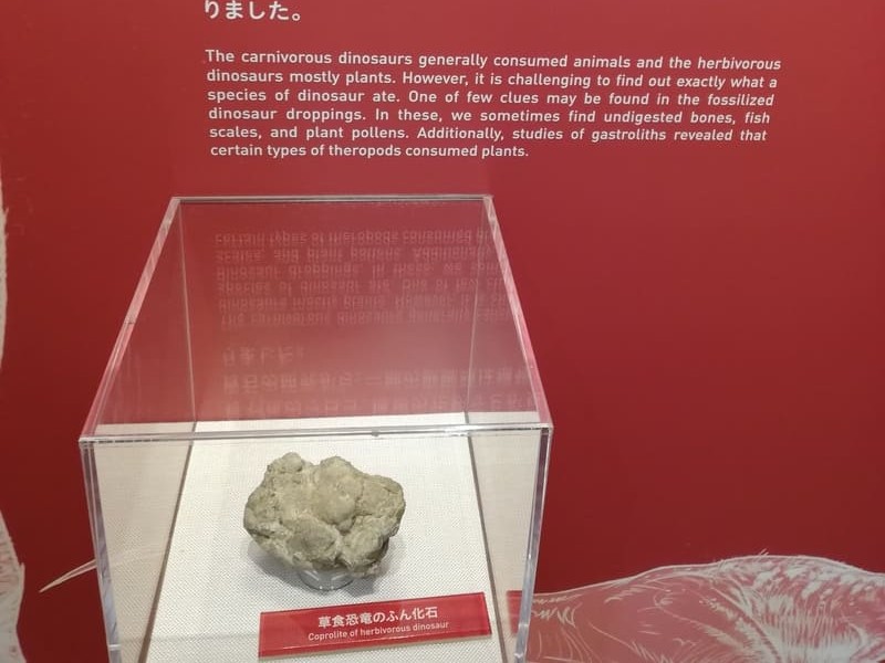 草食恐竜の糞化石