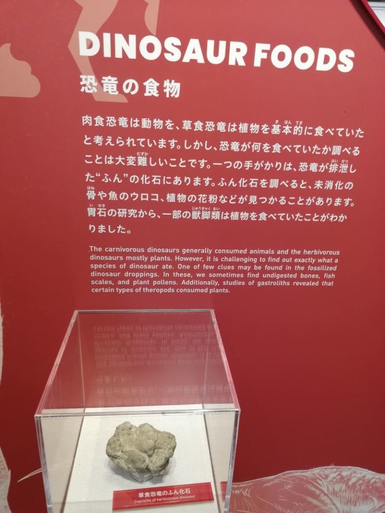 恐竜の食物