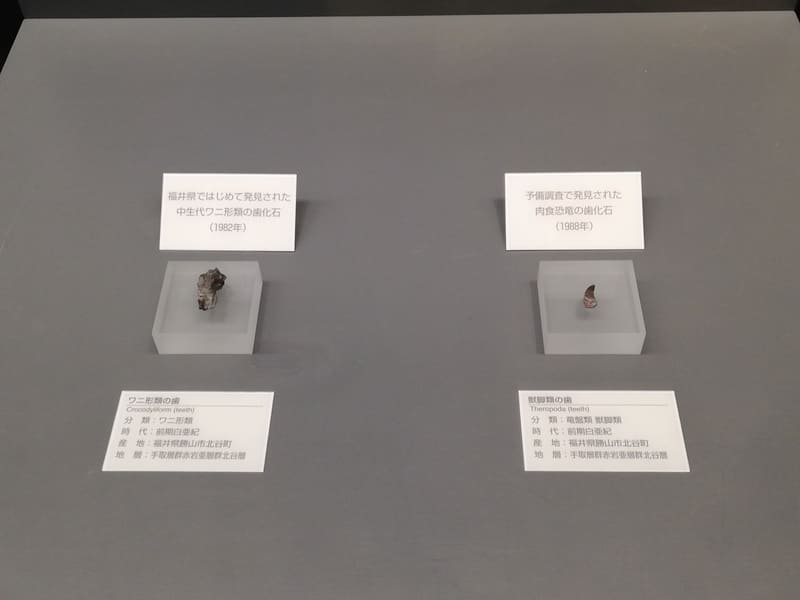 勝山産のワニと獣脚類の歯