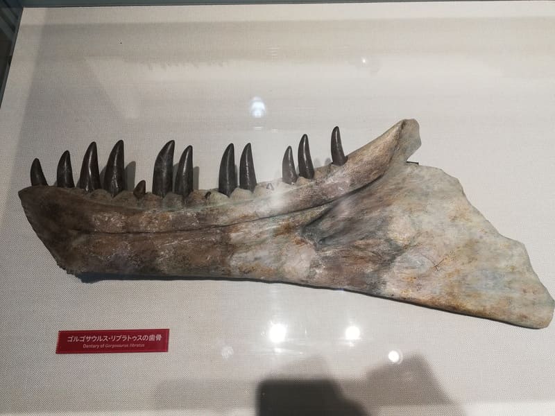 ゴルゴサウルスの歯骨 