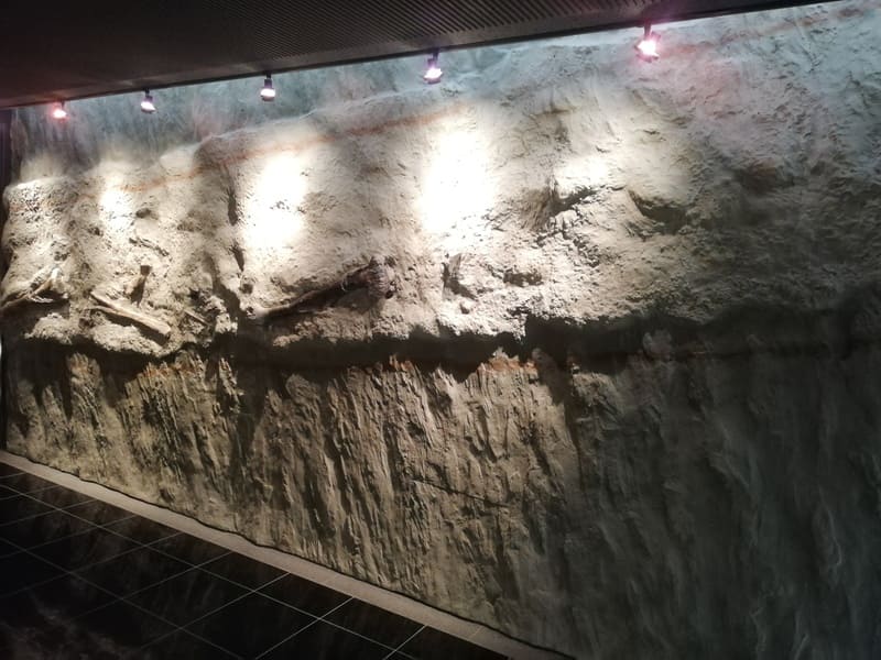 ダイノストリート右壁　恐竜の実物化石