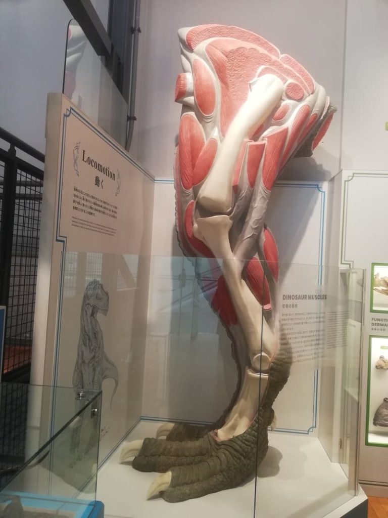 ティラノサウルスの後ろあしの模型 