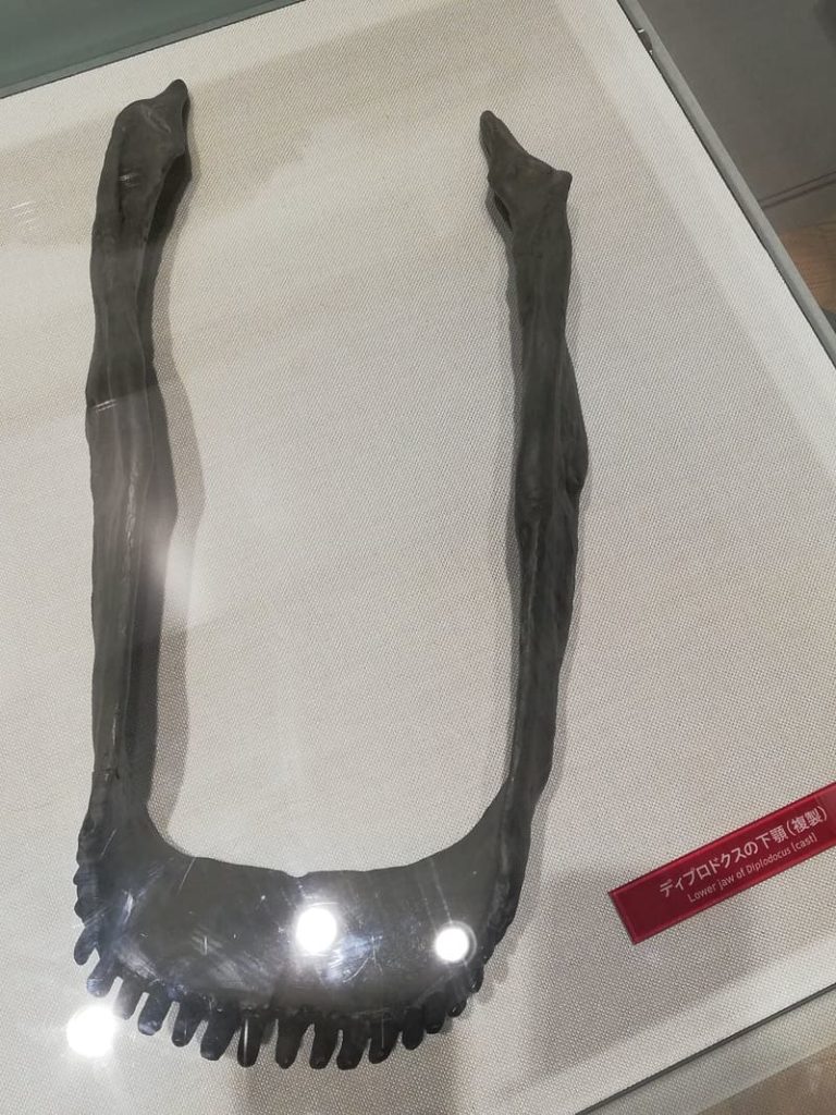 ディプロドクスの下あご