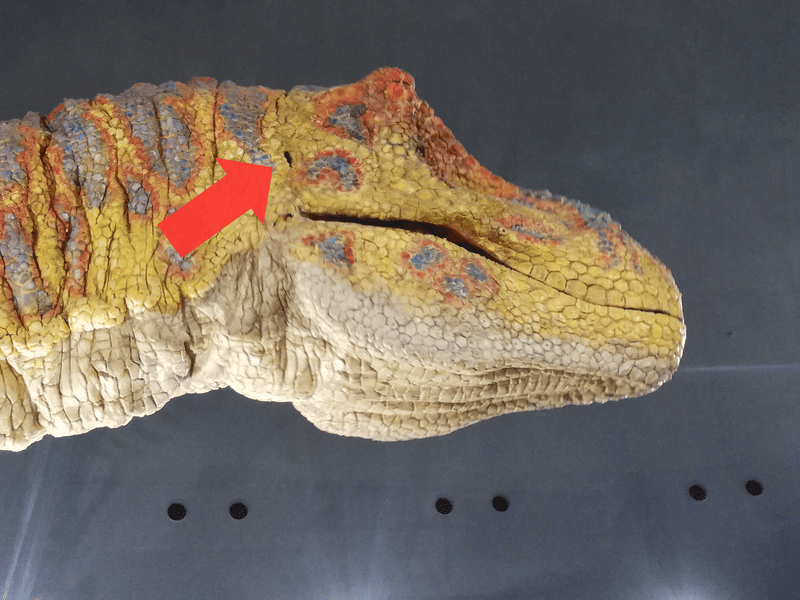 ティラノサウルス 耳の穴