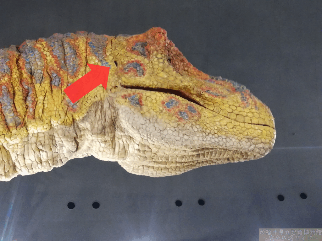 ティラノサウルス　耳の穴