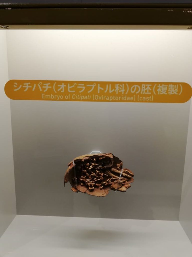 シチバチ（オビラプトル科）の胚 