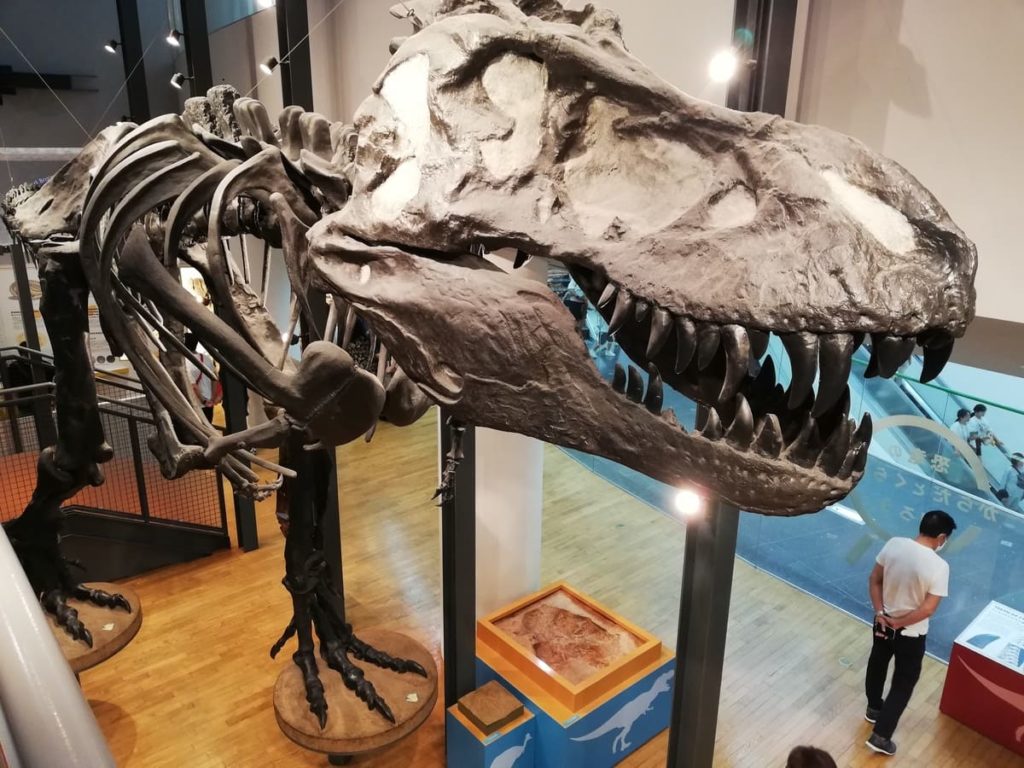 ティラノサウルス右横顔