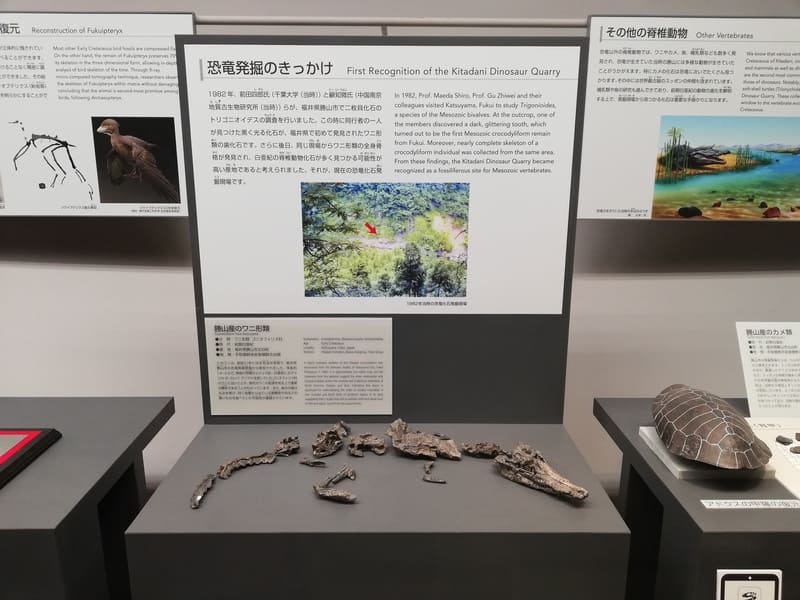 勝山産のワニと発掘のきっかけ