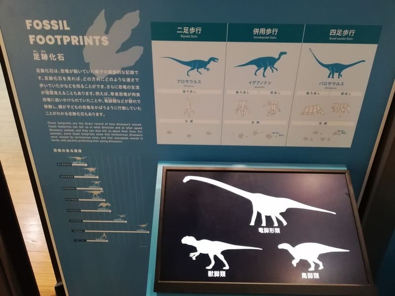 足跡化石と走る速さ 
