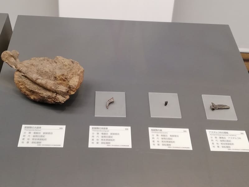 御舟町　獣脚類の大腿骨/獣脚類の末節骨/鳥脚類の歯/アズダルコ科翼竜の頸椎