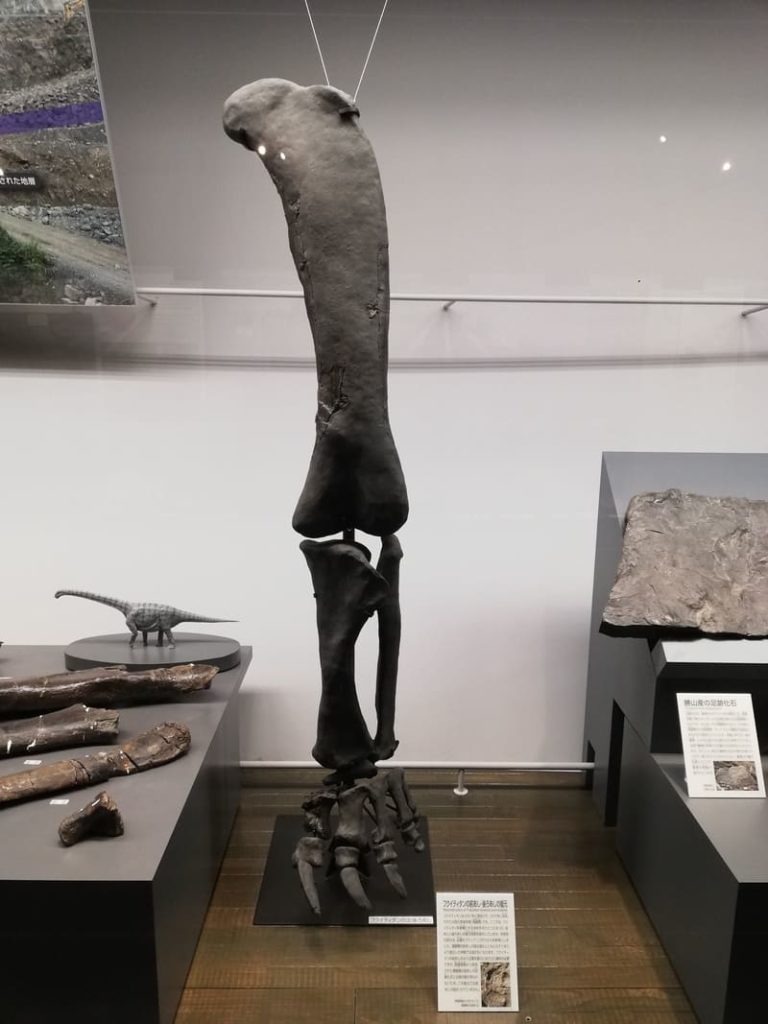 フクイティタン　左後あし