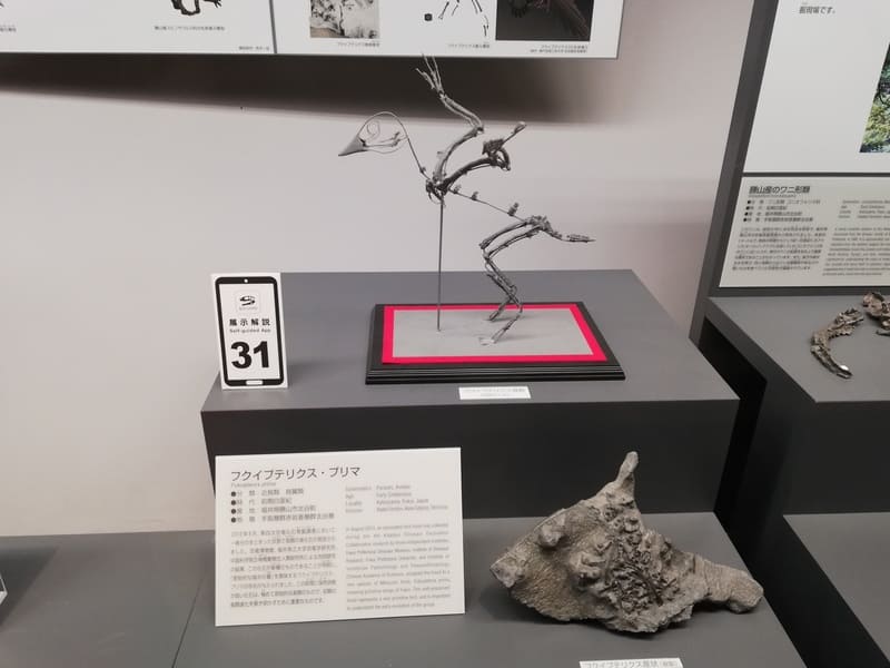 フクイプテリクス 